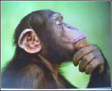 The Pondering Primate The Pondering Primate